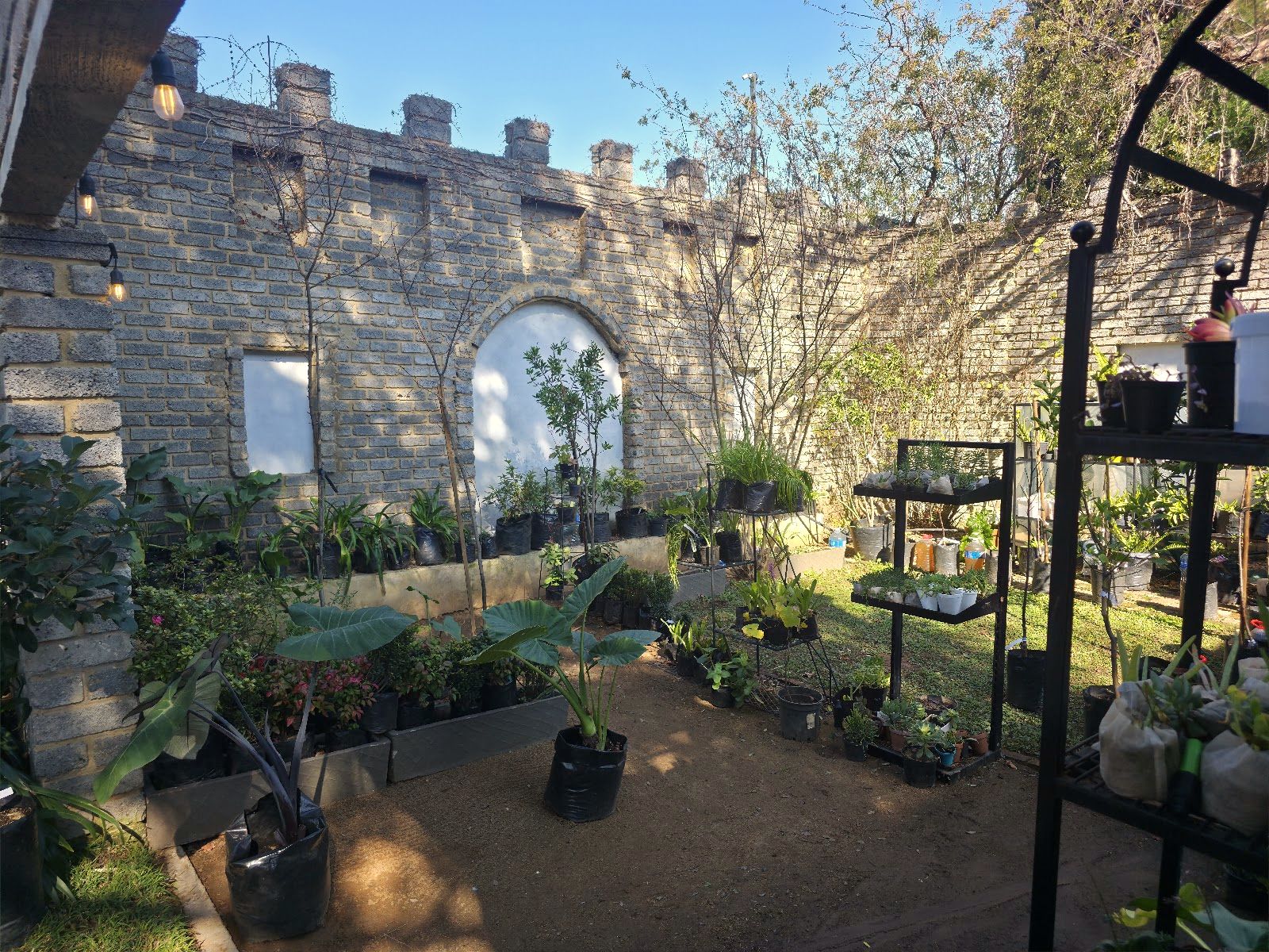 The garden